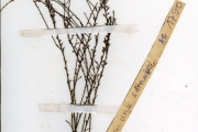 <strong>Santalaceae - Thesium - Thesium viride A.W.Hill</strong><br />© hnb