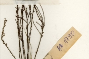 <strong>Santalaceae - Thesium - Thesium viride A.W.Hill</strong><br />© hnb