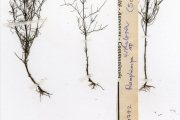 <strong>Scrophulariaceae - Rhamphicarpa - Rhamphicarpa fistulosa (Hochst.) Benth.</strong><br />© hnb