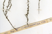 <strong>Scrophulariaceae - Striga - Striga bilabiata (Thunb.) Kuntze</strong><br />© hnb