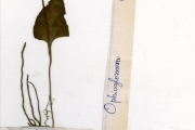 <strong>Ophioglossaceae - Ophioglossum - Ophioglossum reticulatum L.</strong><br />© hnb