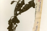 <strong>Rubiaceae - Pavetta - Pavetta corymbosa (DC.) F.M.Williams var. corymbosa</strong><br />© hnb