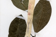 <strong>Rubiaceae - Psychotria - Psychotria psychotrioides (DC.) Roberty</strong><br />© hnb