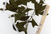 <strong>Rubiaceae - Chassalia - Chassalia kolly (Schumach.) Hepper</strong><br />© hnb