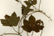<strong>Convolvulaceae - Ipomoea - Ipomoea mauritiana Jacq.</strong><br />© hnb