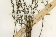<strong>Scrophulariaceae - Striga - Striga asiatica (L.) Kuntze</strong><br />© hnb