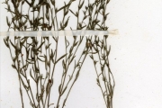 <strong>Scrophulariaceae - Striga - Striga asiatica (L.) Kuntze</strong><br />© hnb