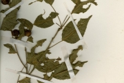 <strong>Lecythidaceae - Napoleonaea - Napoleonaea vogelii Hook. & Planch.</strong><br />© hnb