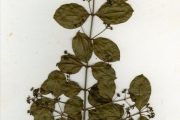 <strong>Loganiaceae - Strychnos - Strychnos innocua Delile</strong><br />© hnb
