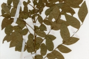 <strong>Rutaceae - Clausena - Clausena anisata (Willd.) Hook.f. ex Benth.</strong><br />© hnb