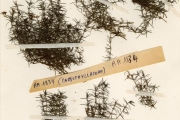 <strong>Caryophyllaceae - Ceratophyllum - Ceratophyllum demersum L.</strong><br />© hnb