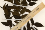 <strong>Celtidaceae - Trema - Trema orientalis (L.) Blume</strong><br />© hnb