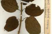 <strong>Verbenaceae - Clerodendrum - Clerodendrum polycephalum Baker</strong><br />© hnb