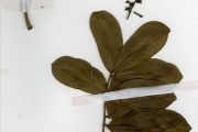 <strong>Rutaceae - Zanthoxylum - Zanthoxylum zanthoxyloides (Lam.) Zepern. & Timler</strong><br />© hnb
