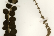 <strong>Lamiaceae - Tinnea - Tinnea barteri Gürke</strong><br />© hnb