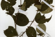 <strong>Rubiaceae - Mussaenda - Mussaenda elegans Schumach. & Thonn.</strong><br />© hnb