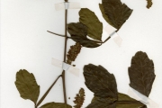 <strong>Sapindaceae - Paullinia - Paullinia pinnata L.</strong><br />© hnb