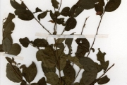 <strong>Euphorbiaceae - Flueggea - Flueggea virosa (Roxb. ex Willd.) Voigt</strong><br />© hnb