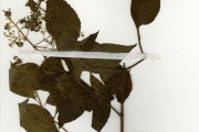 <strong>Lamiaceae - Hoslundia - Hoslundia opposita Vahl</strong><br />© hnb