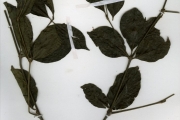 <strong>Rubiaceae - Rothmannia - Rothmannia longiflora Salisb.</strong><br />© hnb