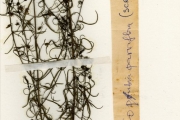 <strong>Scrophulariaceae - Sopubia - Sopubia parviflora Engl.</strong><br />© hnb