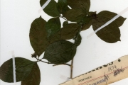 <strong>Rubiaceae - Chassalia - Chassalia kolly (Schumach.) Hepper</strong><br />© hnb