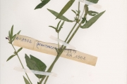 <strong>Acanthaceae - Justicia - Justicia insularis T.Anderson</strong><br />© hnb