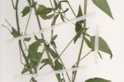<strong>Acanthaceae - Justicia - Justicia insularis T.Anderson</strong><br />© hnb