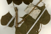 <strong>Sterculiaceae - Sterculia - Sterculia setigera Delile</strong><br />© hnb