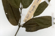 <strong>Rubiaceae - Oxyanthus - Oxyanthus racemosus (Schumach. & Thonn.) Keay</strong><br />© hnb