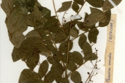 <strong>Rutaceae - Clausena - Clausena anisata (Willd.) Hook.f. ex Benth.</strong><br />© hnb