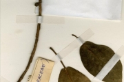 <strong>Moraceae - Ficus - Ficus glumosa Delile</strong><br />© hnb