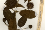 <strong>Rubiaceae - Mitragyna - Mitragyna inermis (Willd.) Kuntze</strong><br />© hnb