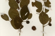 <strong>Rubiaceae - Mitragyna - Mitragyna inermis (Willd.) Kuntze</strong><br />© hnb