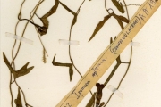 <strong>Convolvulaceae - Ipomoea - Ipomoea marginata (Desr.) Verdc.</strong><br />© hnb