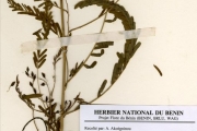 <strong>Leguminosae-Papilionoideae - Sesbania - Sesbania hepperi Gillett</strong><br />© hnb