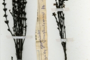 <strong>Scrophulariaceae - Striga - Striga gesnerioides (Willd.) Vatke</strong><br />© hnb