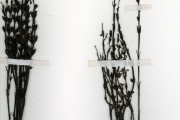 <strong>Scrophulariaceae - Striga - Striga gesnerioides (Willd.) Vatke</strong><br />© hnb