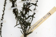 <strong>Scrophulariaceae - Striga - Striga hermonthica (Delile) Benth.</strong><br />© hnb