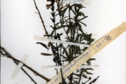 <strong>Scrophulariaceae - Striga - Striga hermonthica (Delile) Benth.</strong><br />© hnb