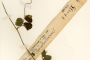 <strong>Convolvulaceae - Hewittia - Hewittia scandens (J.Koenig ex Milne) Mabb.</strong><br />© hnb