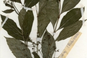<strong>Rubiaceae - Psychotria - Psychotria calva Hiern</strong><br />© hnb