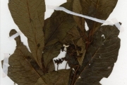 <strong>Rubiaceae - Psychotria - Psychotria vogeliana Benth.</strong><br />© hnb