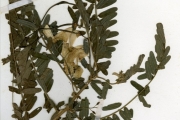 <strong>Leguminosae-Papilionoideae - Sesbania - Sesbania grandiflora (L.) Poir</strong><br />© hnb