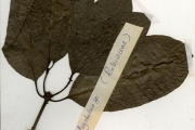 <strong>Rubiaceae - Psychotria - Psychotria psychotrioides (DC.) Roberty</strong><br />© hnb