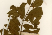 <strong>Combretaceae - Combretum - Combretum racemosum P.Beauv.</strong><br />© hnb