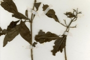 <strong>Rubiaceae - Pavetta - Pavetta corymbosa (DC.) F.M.Williams</strong><br />© hnb