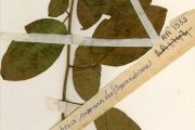 <strong>Capparidaceae - Ritchiea - Ritchiea capparoides (Andrews) Britten</strong><br />© hnb