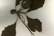 <strong>Rubiaceae - Macrosphyra - Macrosphyra longistyla (DC.) Hiern</strong><br />© hnb