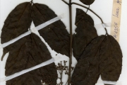 <strong>Vitaceae - Leea - Leea guineensis G.Don</strong><br />© hnb